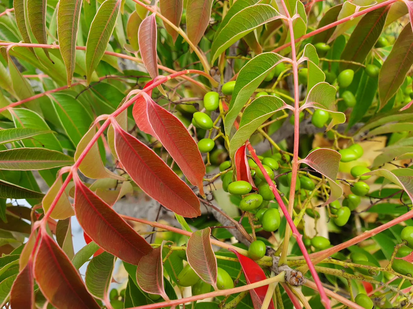 Green Ti Plant (Cordyline Terminalis 'Green') — It thrives in partial to full shade, reaching heights of 3-4 feet and spreads of 2-3 feet; the leaves radiate