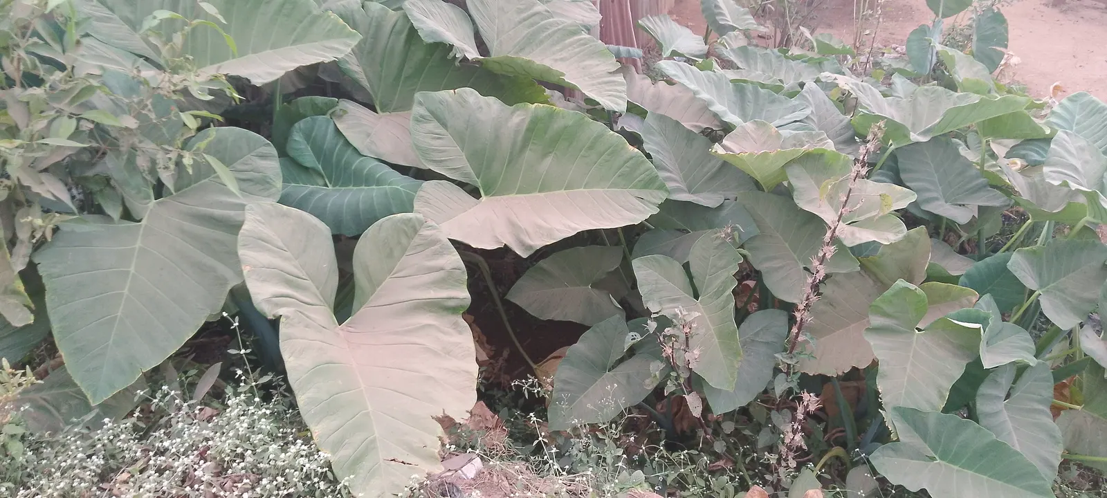 Green Ti Plant (Cordyline Terminalis 'Green') — consider grouping multiple Ti Plants together to create a lush; this low-maintenance plant adds a, image 119