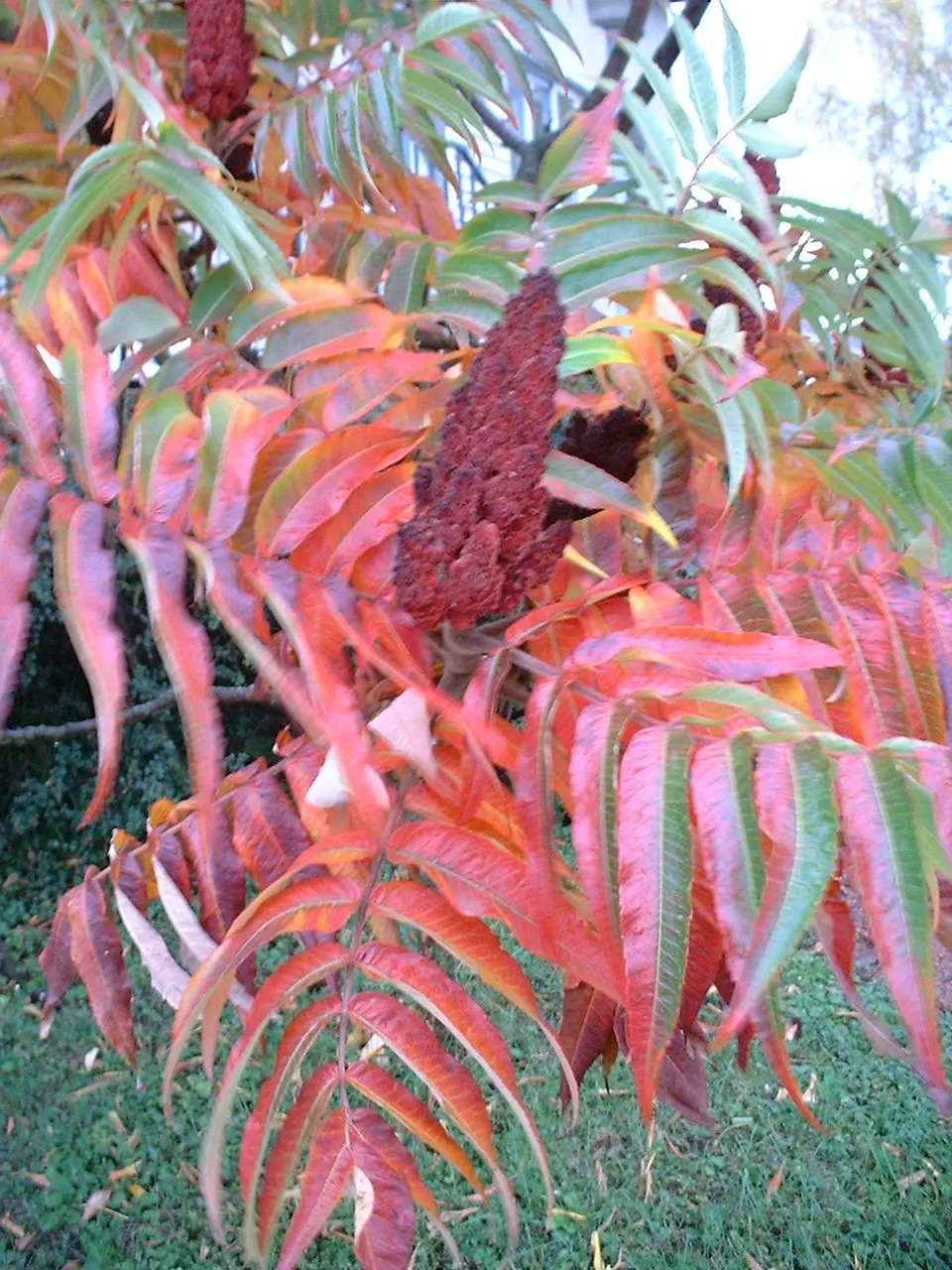 Green Ti Plant (Cordyline Terminalis 'Green') — Ideal for accentuating vertical elements in landscapes, it prefers moist, well-drained soil; it can exhibit