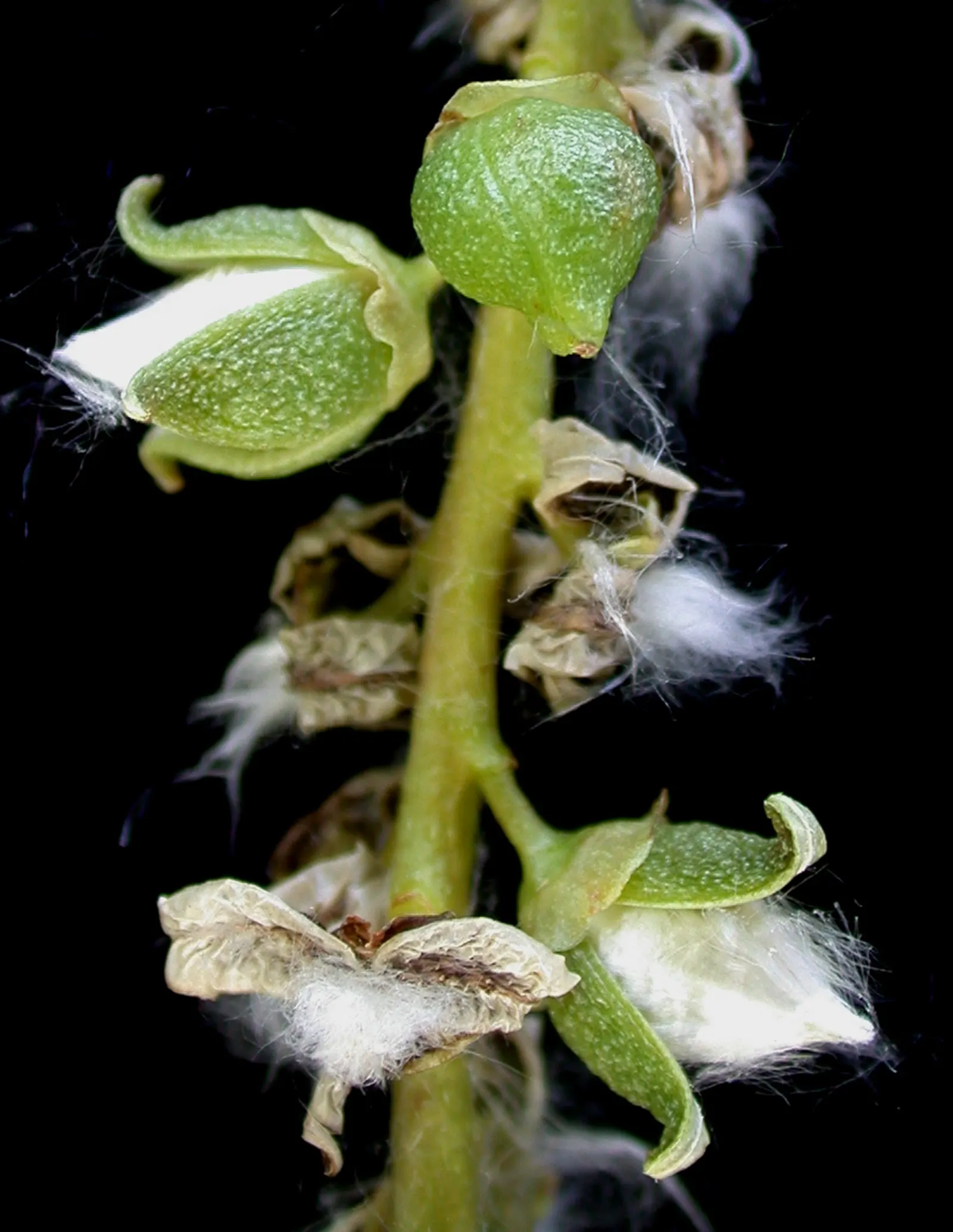 Eastern Cottonwood (Populus Deltoides) — scientifically referred to as Populus deltoides; therefore, it is ill-advised to plant it too close to, image 44