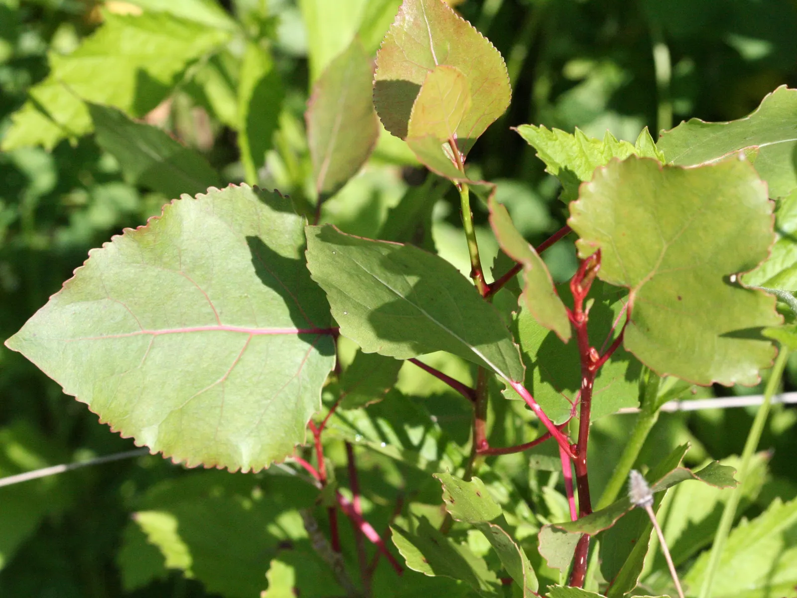 Eastern Cottonwood (Populus Deltoides) — while its extensive root system requires ample space; known for its triangular, toothed leaves and sturdy, image 42