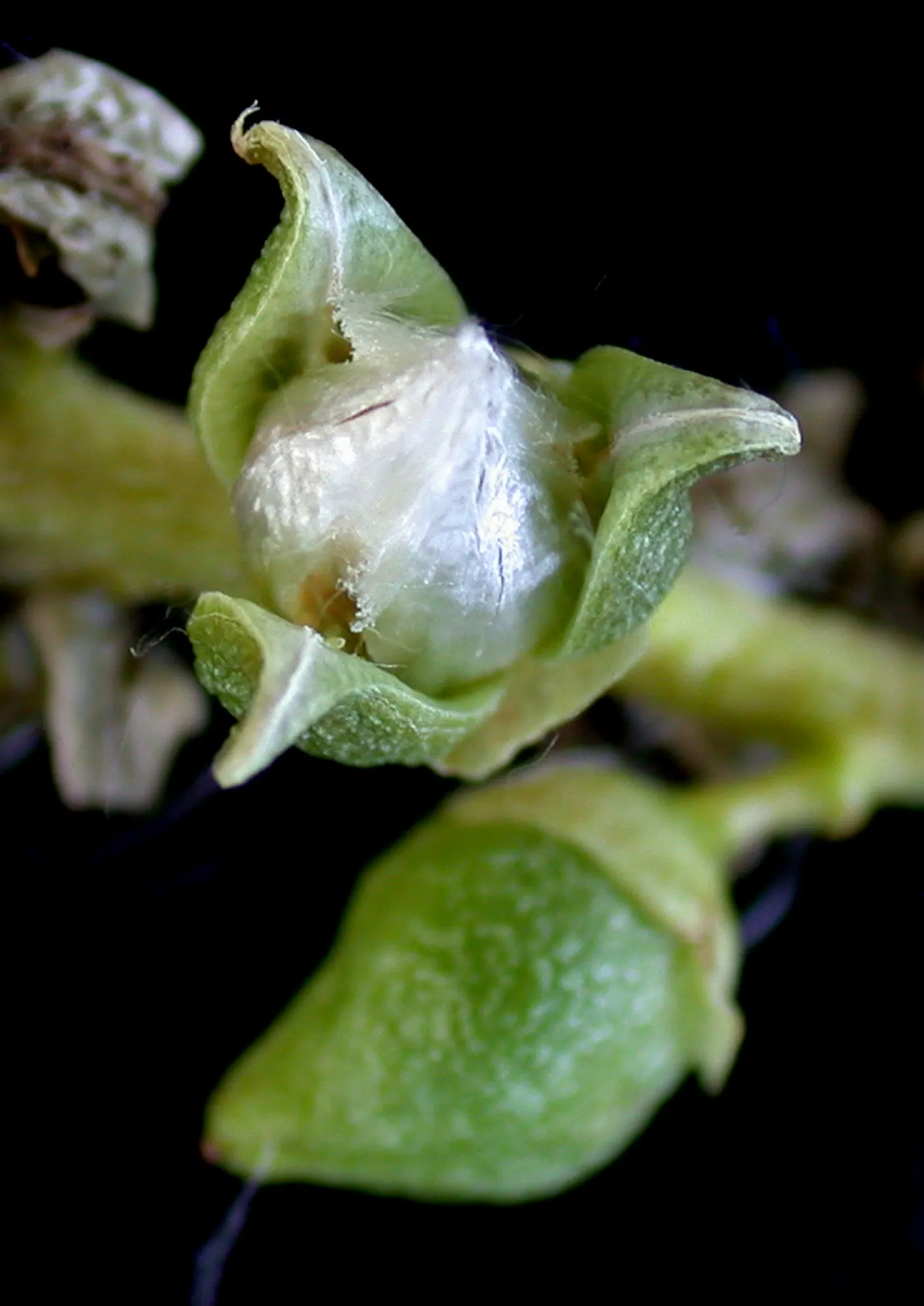 Eastern Cottonwood (Populus Deltoides) — adding vibrant greenery and notable seasonal yellow hues; meaning male and female flowers are produced on, image 59