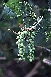 Eastern Cottonwood (Populus Deltoides) — adding vibrant greenery and notable seasonal yellow hues