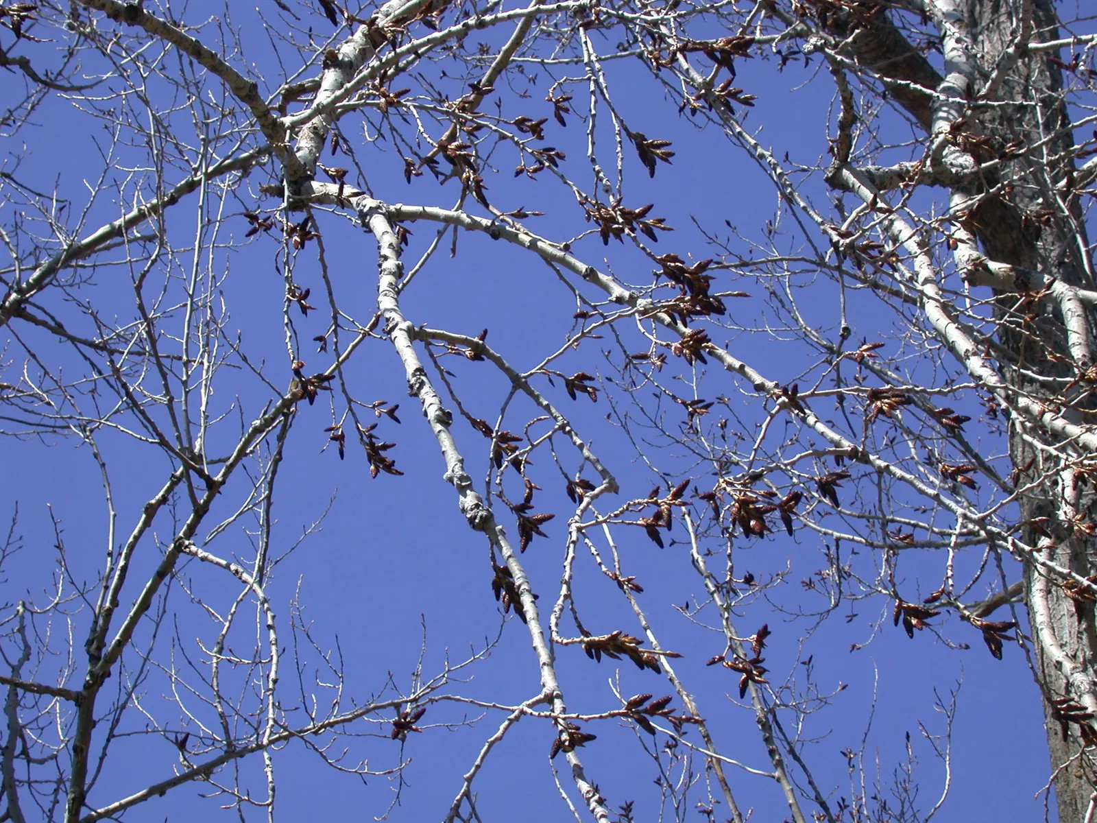 Eastern Cottonwood (Populus Deltoides) — This species favors full sun; making it suitable for large landscapes