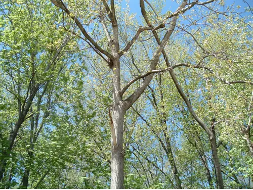 Eastern Cottonwood (Populus Deltoides) — Known for its triangular, toothed leaves and sturdy, deeply furrowed trunk, it thrives in moist conditions