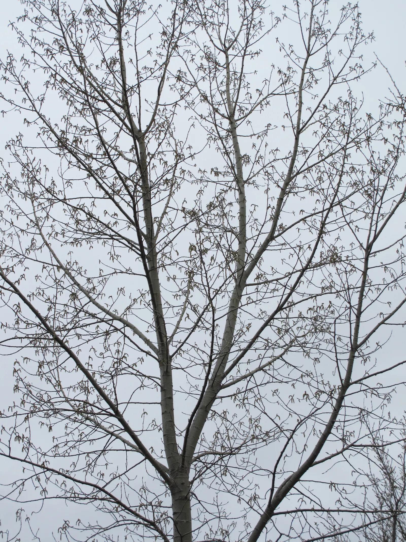 Eastern Cottonwood (Populus Deltoides) — making it suitable for large landscapes