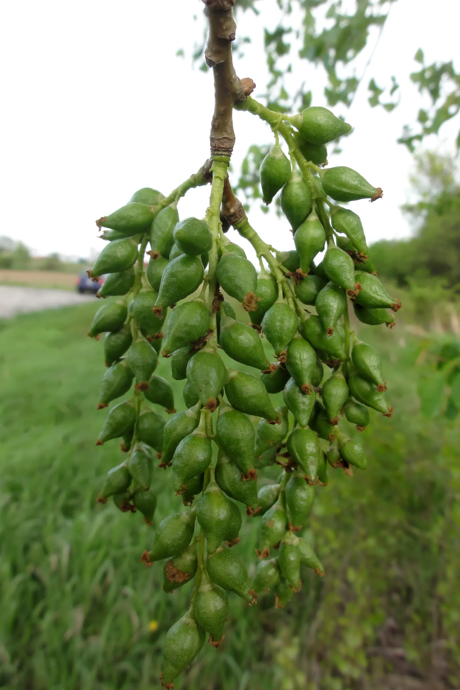 Eastern Cottonwood (Populus Deltoides) — creating a soothing rustling sound; with an impressive growth rate of about 2 to 5 feet per year
