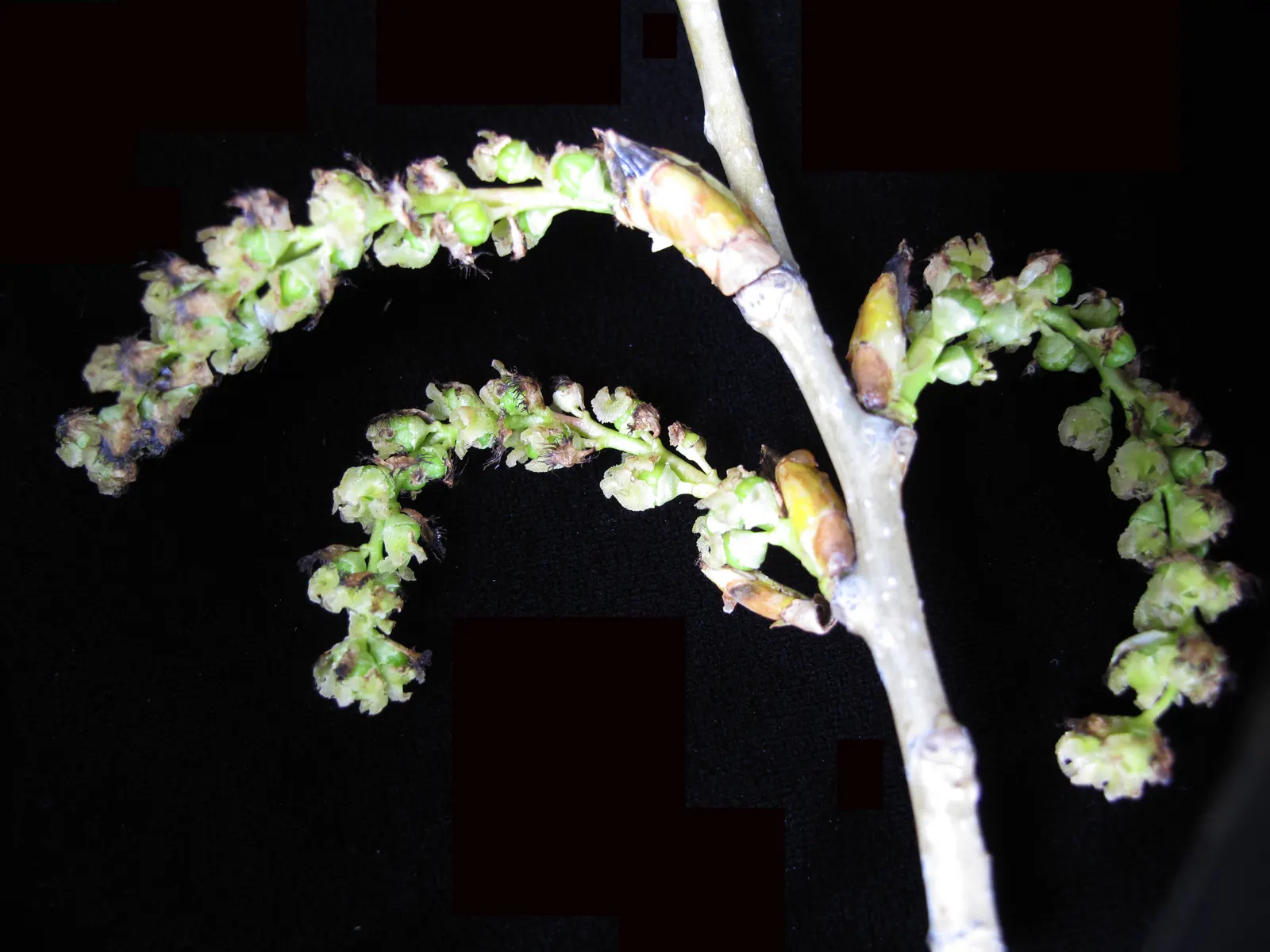 Eastern Cottonwood (Populus Deltoides) — is a majestic and fast-growing deciduous tree native to North America; while its extensive root system, image 63