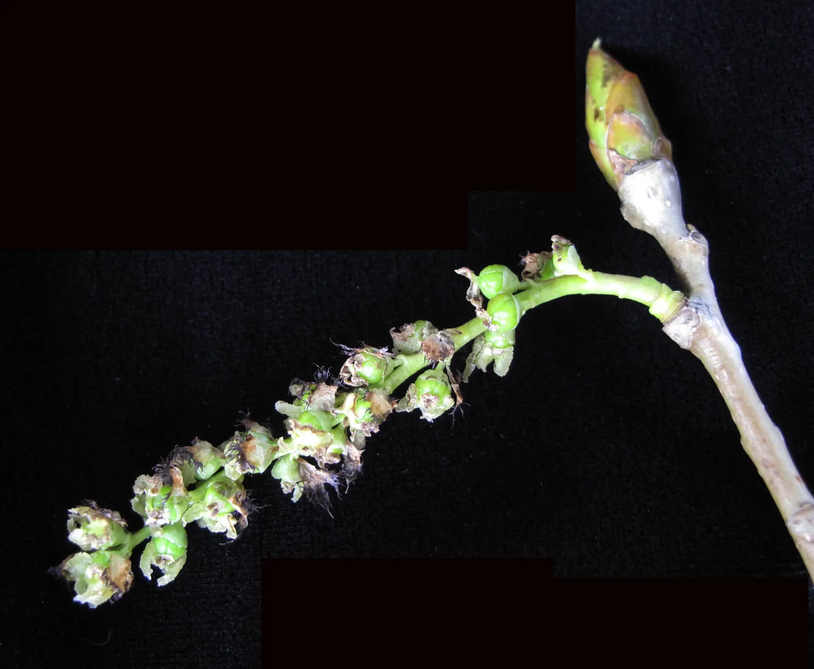 Eastern Cottonwood (Populus Deltoides) — creating a soothing rustling sound; with an impressive growth rate of about 2 to 5 feet per year, image 67