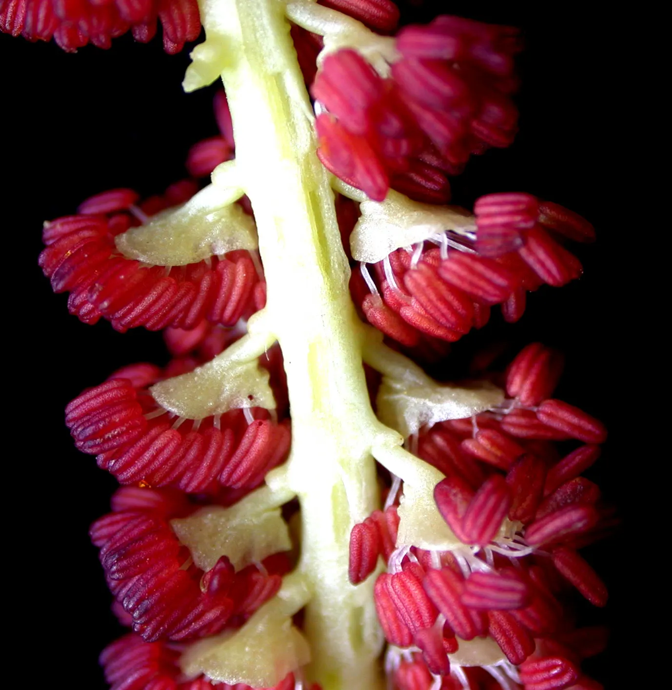 Eastern Cottonwood (Populus Deltoides) — Known for its triangular, toothed leaves and sturdy, deeply furrowed trunk, it thrives in moist, image 57
