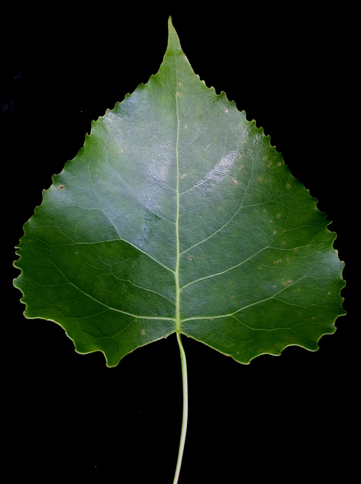 Eastern Cottonwood (Populus Deltoides) — while its extensive root system requires ample space
