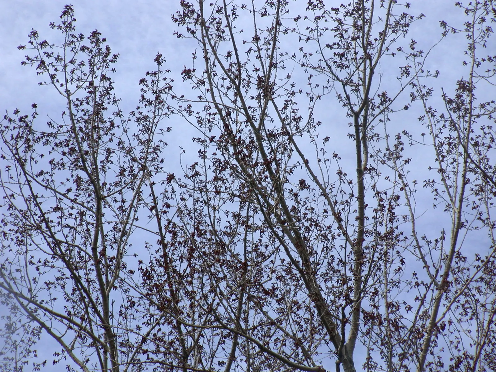 Eastern Cottonwood (Populus Deltoides) — is a fast-growing deciduous tree reaching heights of up to 100 feet with a broad; this species favors full sun