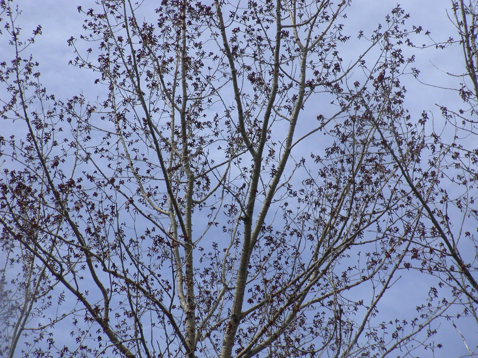 Eastern Cottonwood (Populus Deltoides) — With an impressive growth rate of about 2 to 5 feet per year; is a fast-growing deciduous tree reaching, image 52