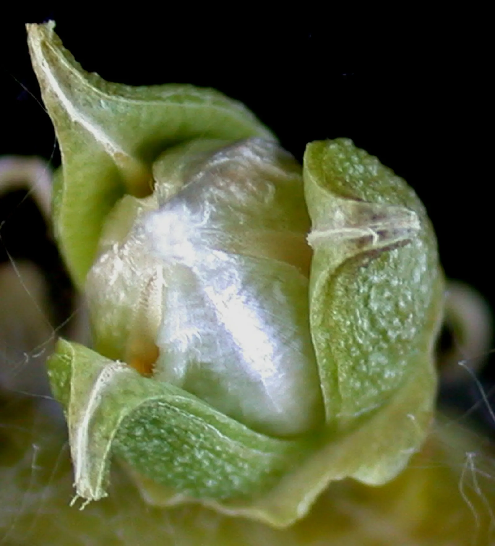 Eastern Cottonwood (Populus Deltoides) — This species favors full sun; making it suitable for large landscapes, image 40