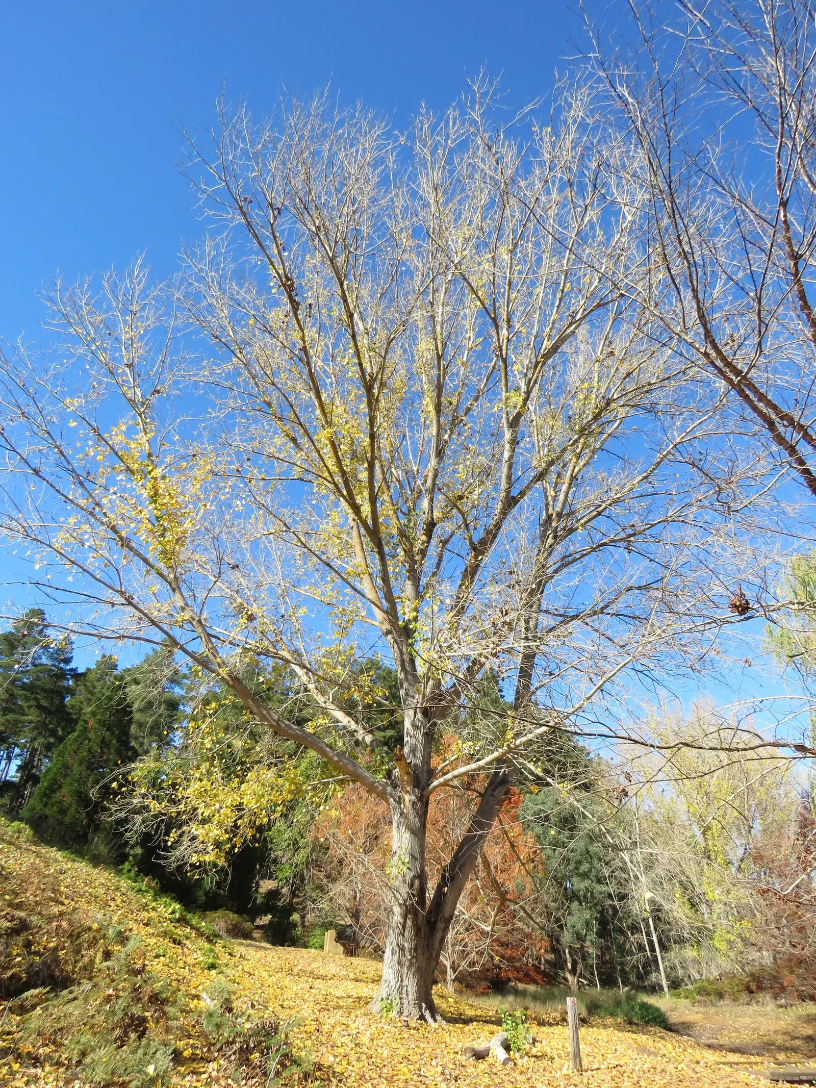Eastern Cottonwood (Populus Deltoides) — while its extensive root system requires ample space; known for its triangular, toothed leaves and sturdy, image 60