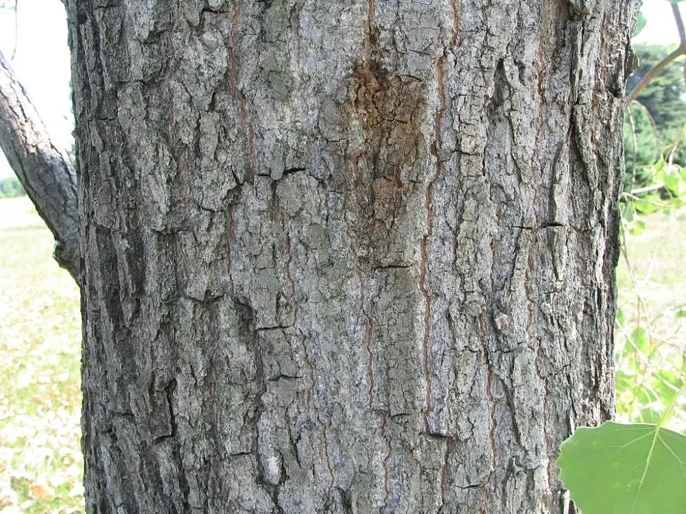 Eastern Cottonwood (Populus Deltoides) — creating a soothing rustling sound