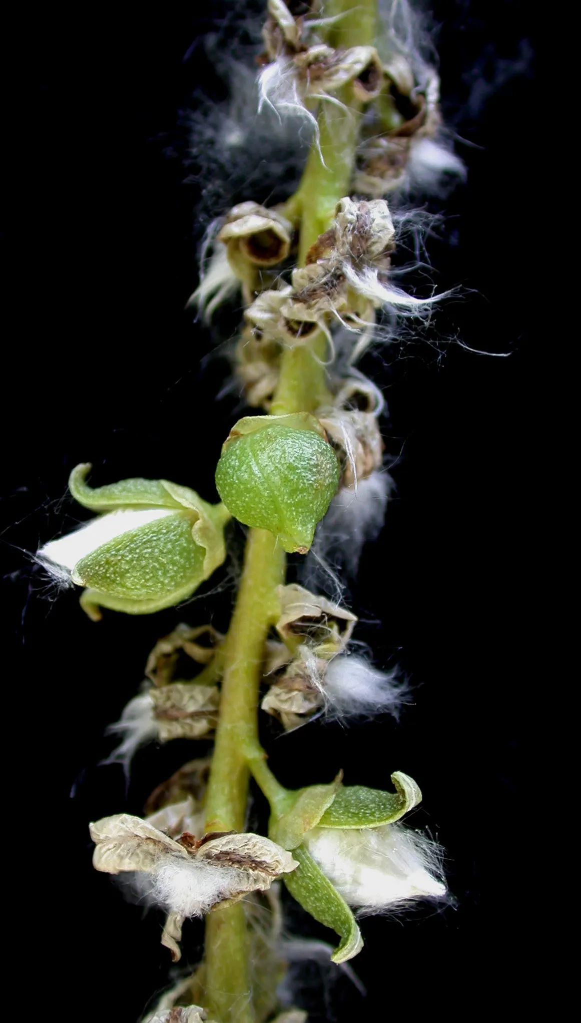 Eastern Cottonwood (Populus Deltoides) — Therefore, it is ill-advised to plant it too close to structures or pavement; scientifically referred to as Populus