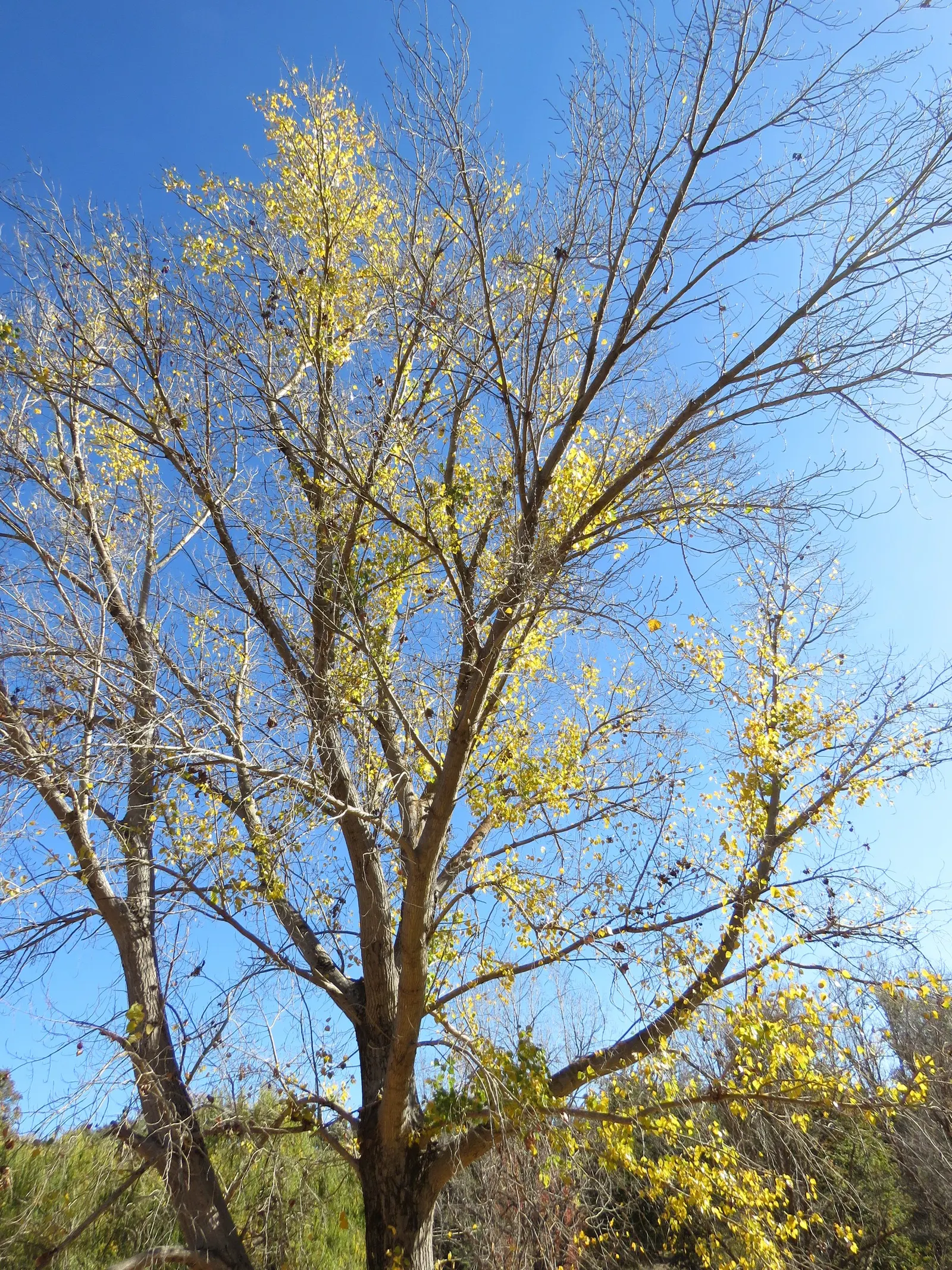 Eastern Cottonwood (Populus Deltoides) — it can reach upwards of 70 to 100 feet; open canopy that can spread 75 feet, image 65