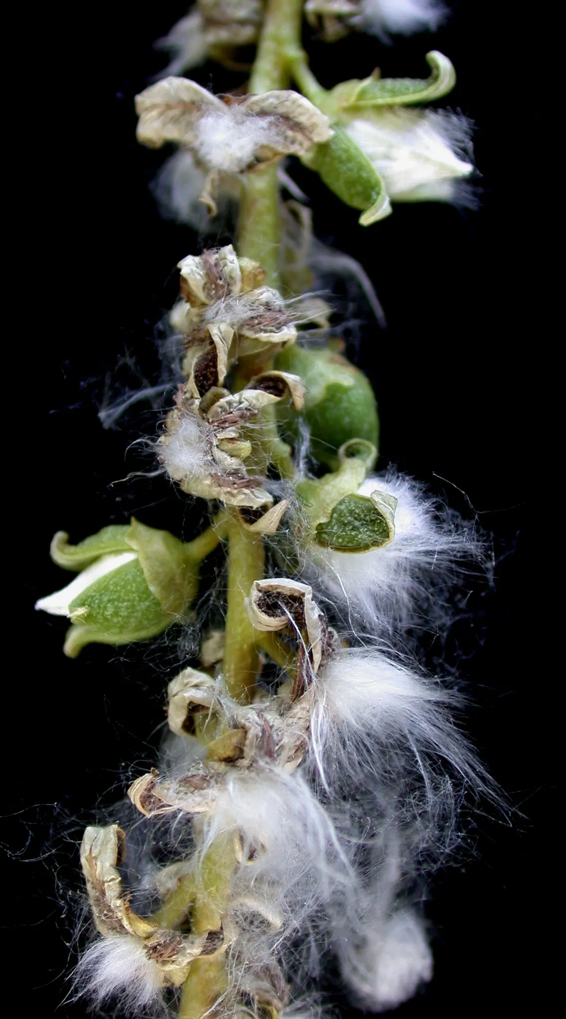 Eastern Cottonwood (Populus Deltoides) — With an impressive growth rate of about 2 to 5 feet per year; is a fast-growing deciduous tree reaching heights of up