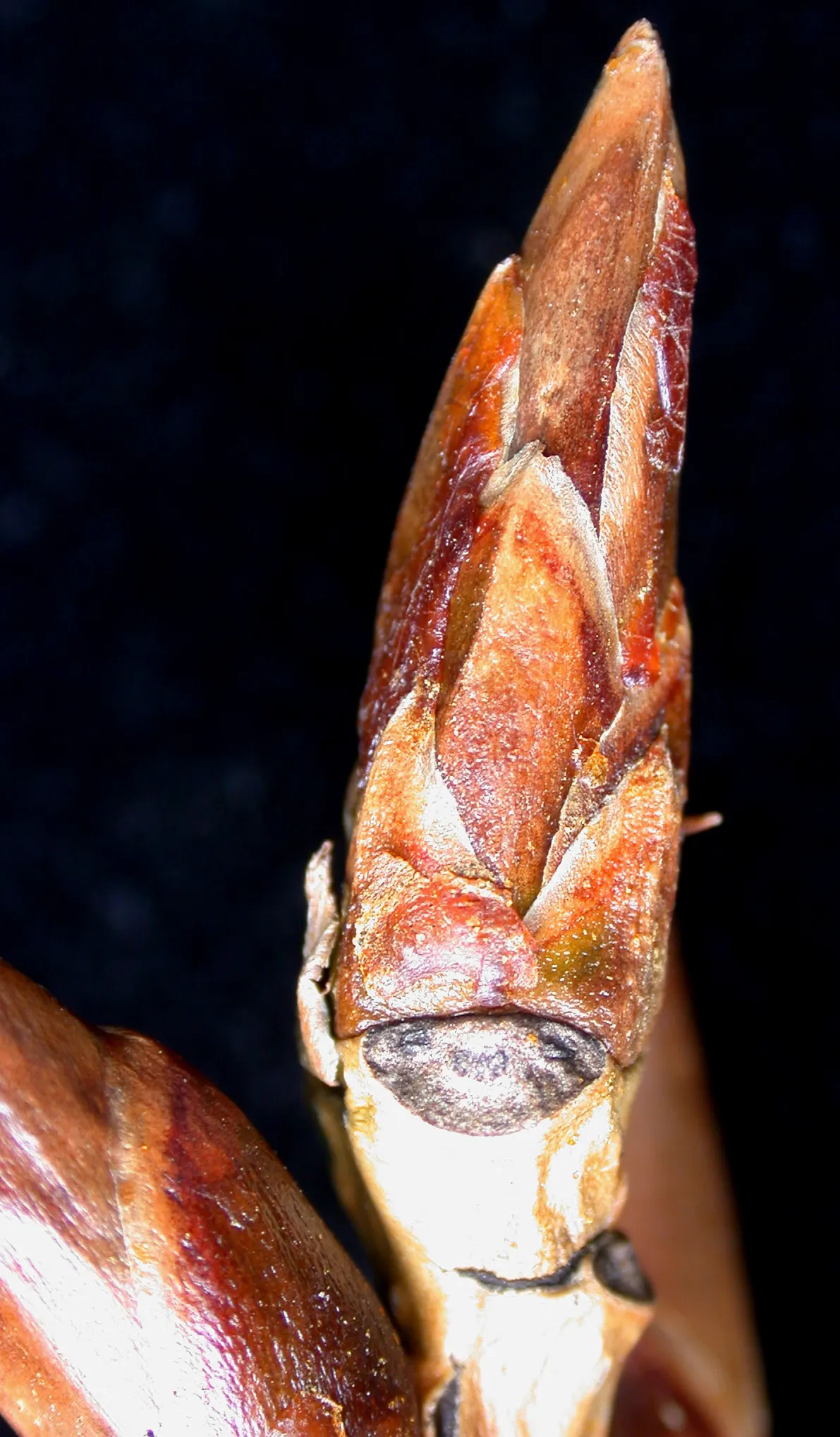 Eastern Cottonwood (Populus Deltoides) — The female tree is particularly recognized for its cottony seeds; with a spread of 50 to 70 feet at, image 51