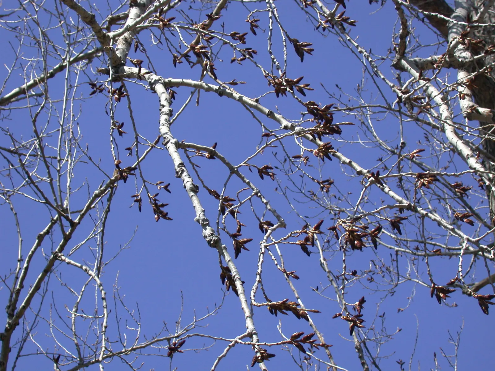 Eastern Cottonwood (Populus Deltoides) — Renowned for its broad canopy and towering height; creating a soothing rustling sound, image 46