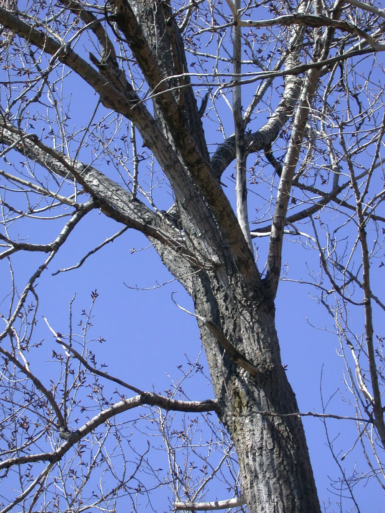 Eastern Cottonwood (Populus Deltoides) — Therefore, it is ill-advised to plant it too close to structures or pavement; scientifically referred to, image 53