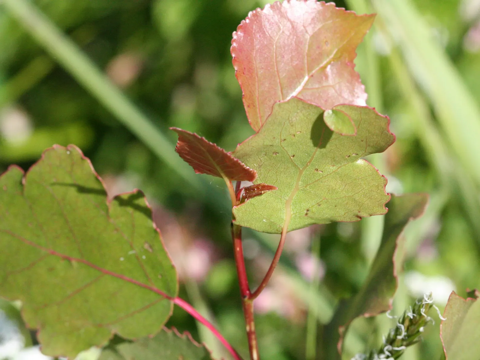 Eastern Cottonwood (Populus Deltoides) — open canopy that can spread 75 feet; it can reach upwards of 70 to 100 feet, image 38