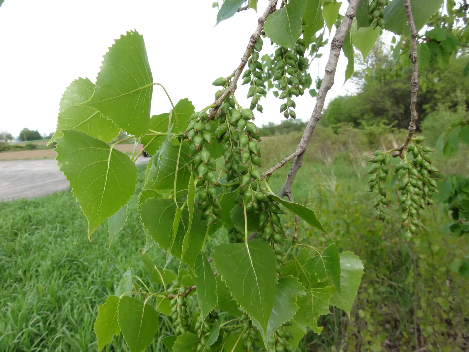 Eastern Cottonwood (Populus Deltoides) — is a fast-growing deciduous tree reaching heights of up to 100 feet with a broad; this species favors full, image 55