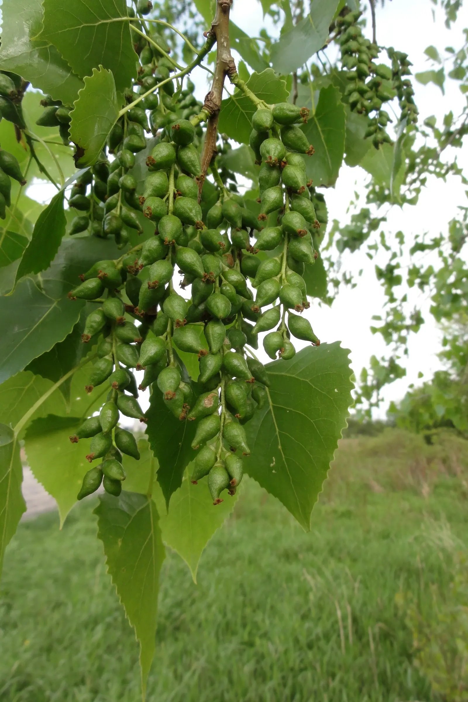 Eastern Cottonwood (Populus Deltoides) — The female tree is particularly recognized for its cottony seeds; with a spread of 50 to 70 feet at maturity