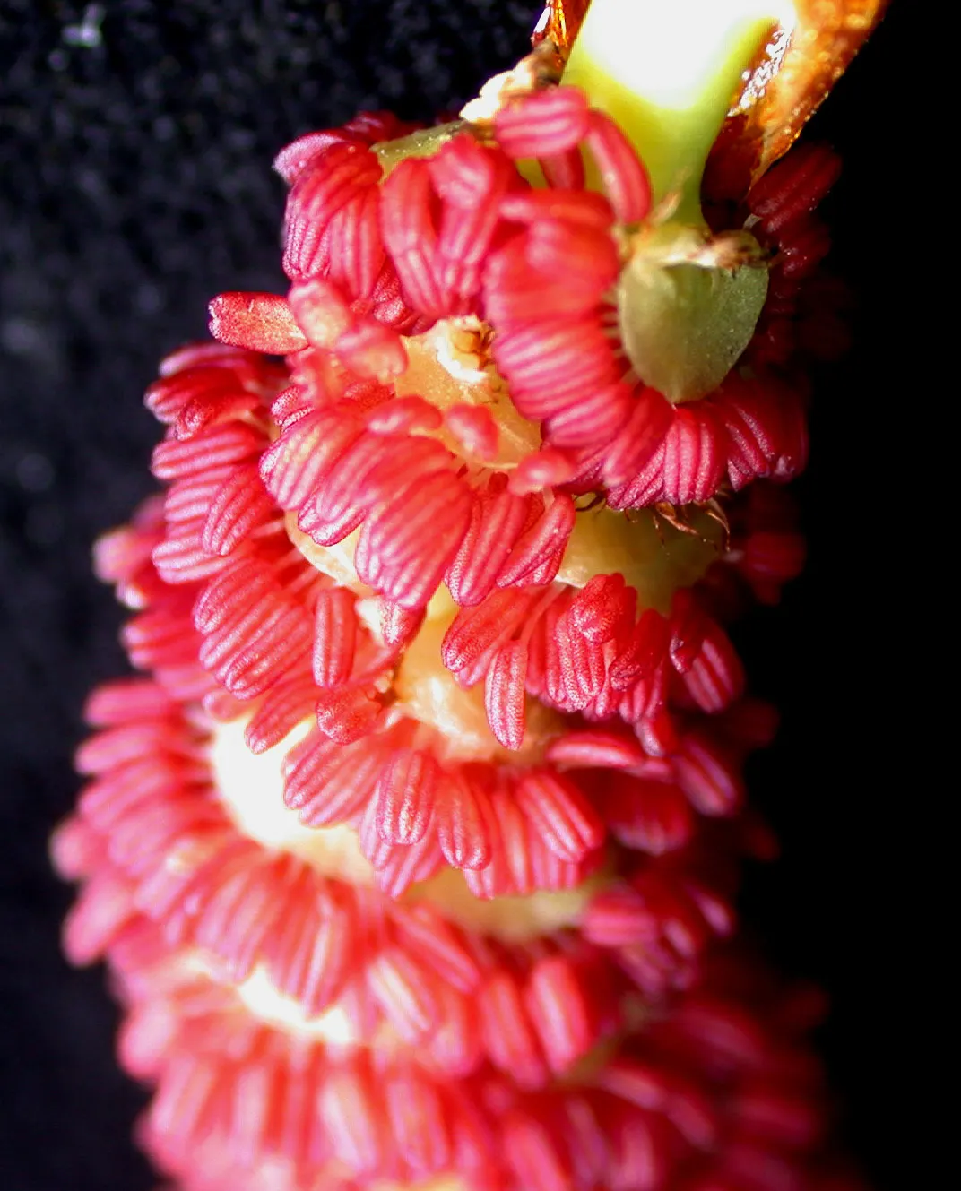 Eastern Cottonwood (Populus Deltoides) — meaning male and female flowers are produced on separate trees