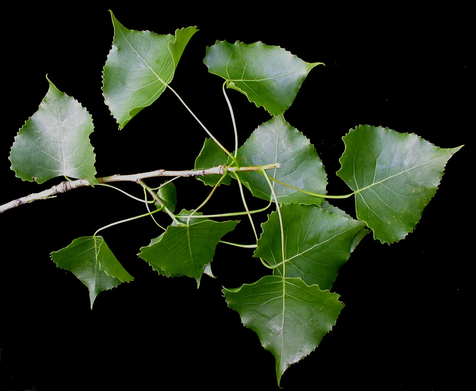 Eastern Cottonwood (Populus Deltoides) — is a fast-growing deciduous tree reaching heights of up to 100 feet with a broad; this species favors full, image 37