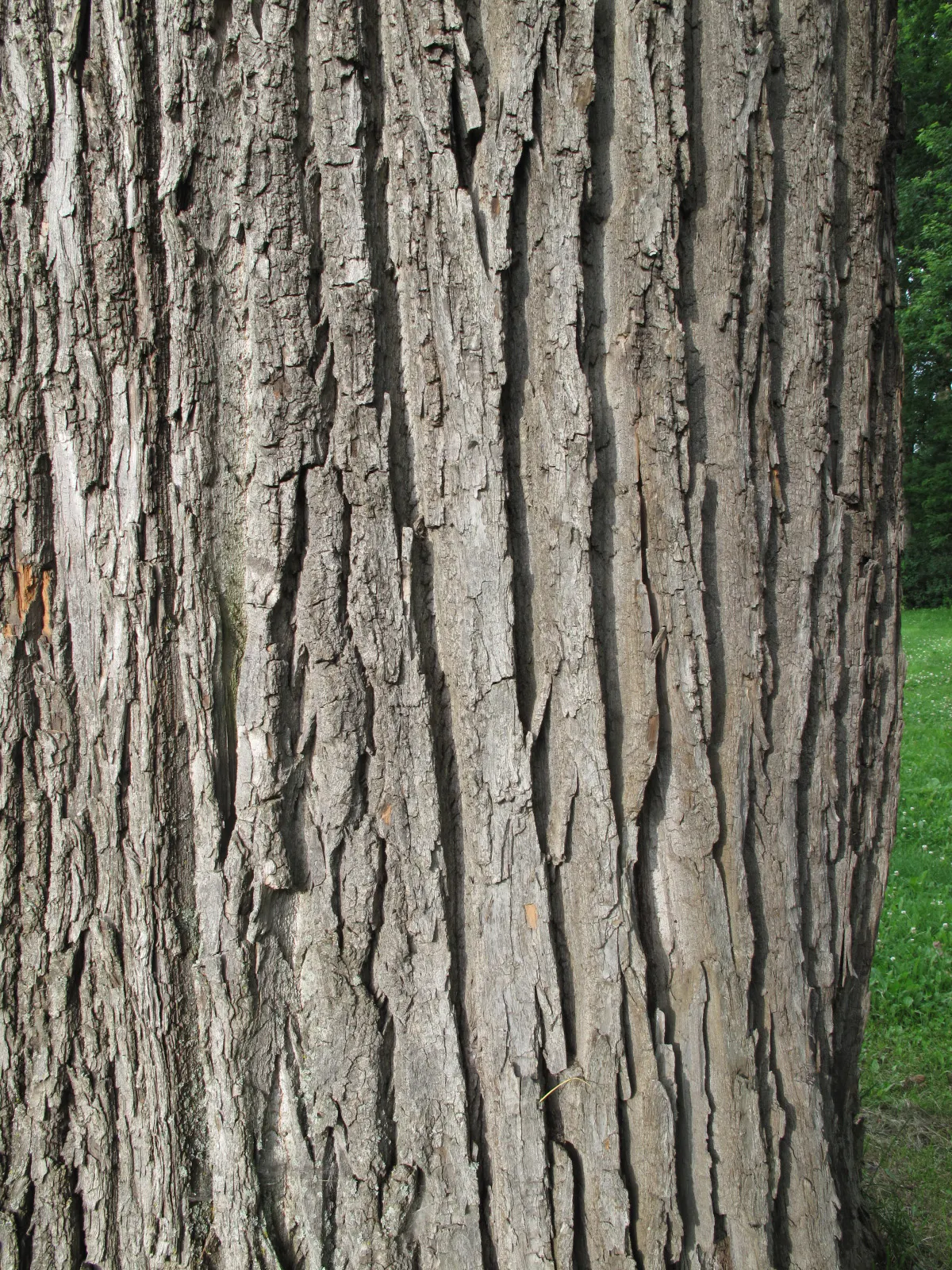 Eastern Cottonwood (Populus Deltoides) — is a majestic and fast-growing deciduous tree native to North America; while its extensive root system requires ample