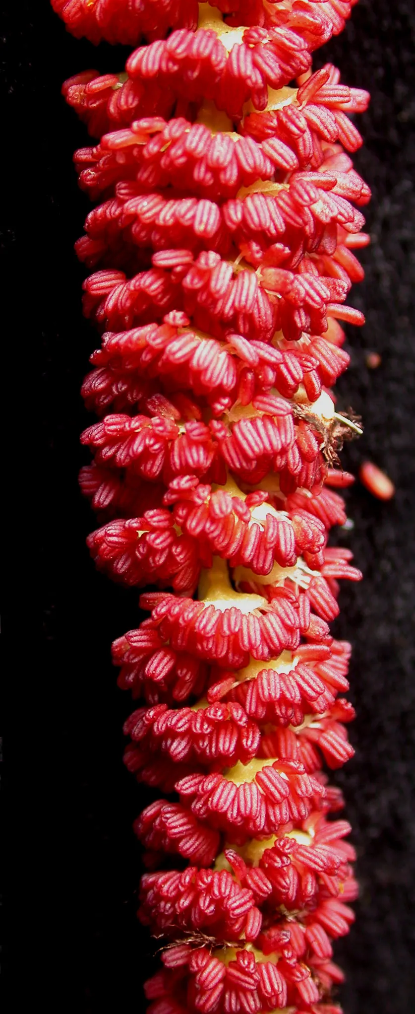 Eastern Cottonwood (Populus Deltoides) — meaning male and female flowers are produced on separate trees; adding vibrant greenery and notable, image 50