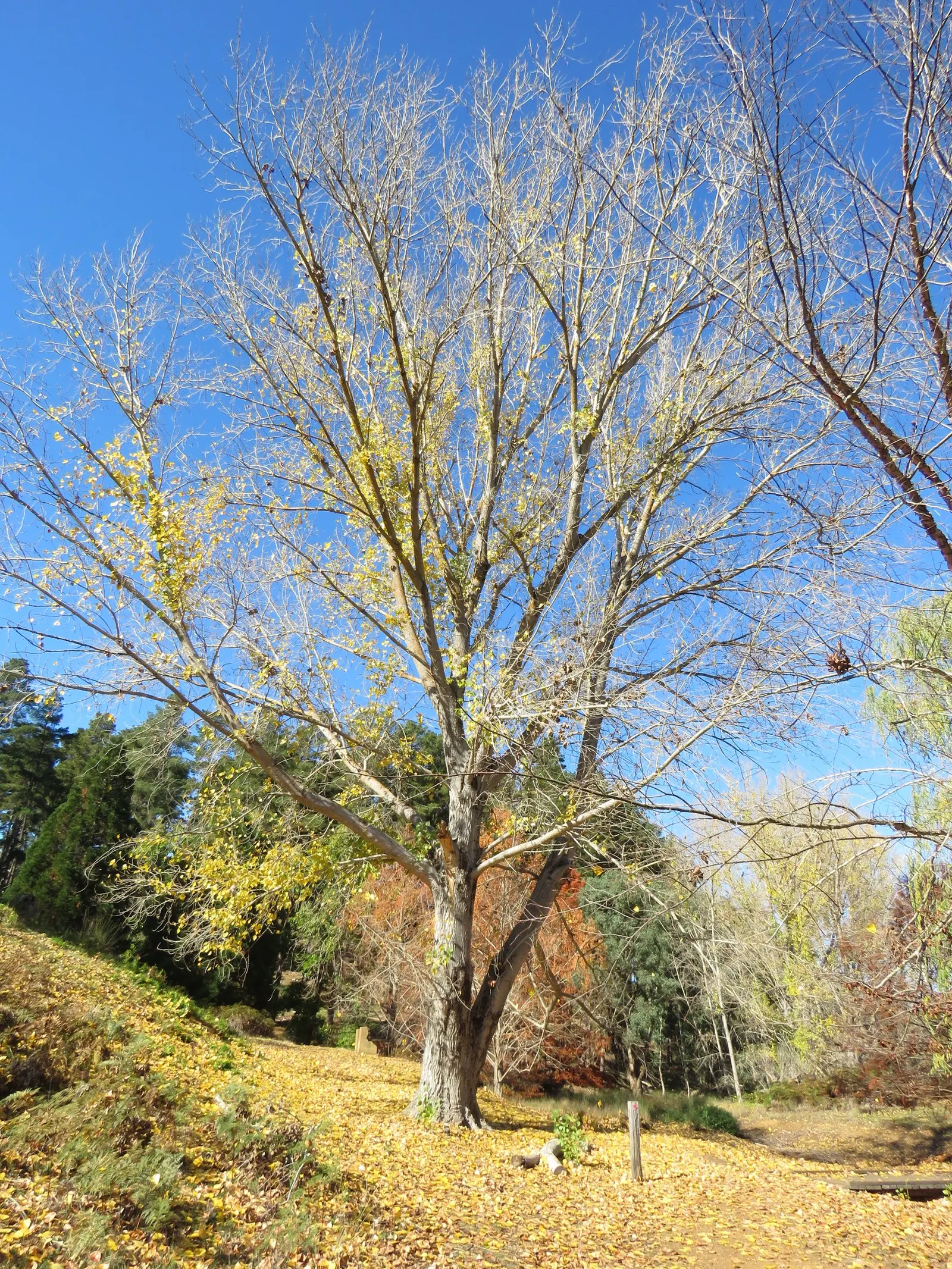 Eastern Cottonwood (Populus Deltoides) — The female tree is particularly recognized for its cottony seeds; with a spread of 50 to 70 feet at, image 69