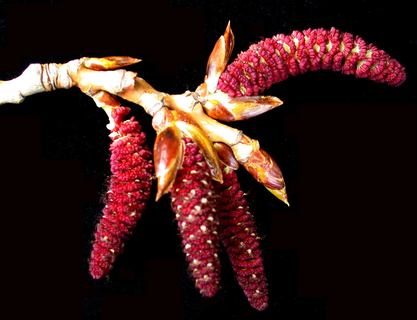 Eastern Cottonwood (Populus Deltoides) — it can reach upwards of 70 to 100 feet; open canopy that can spread 75 feet, image 47