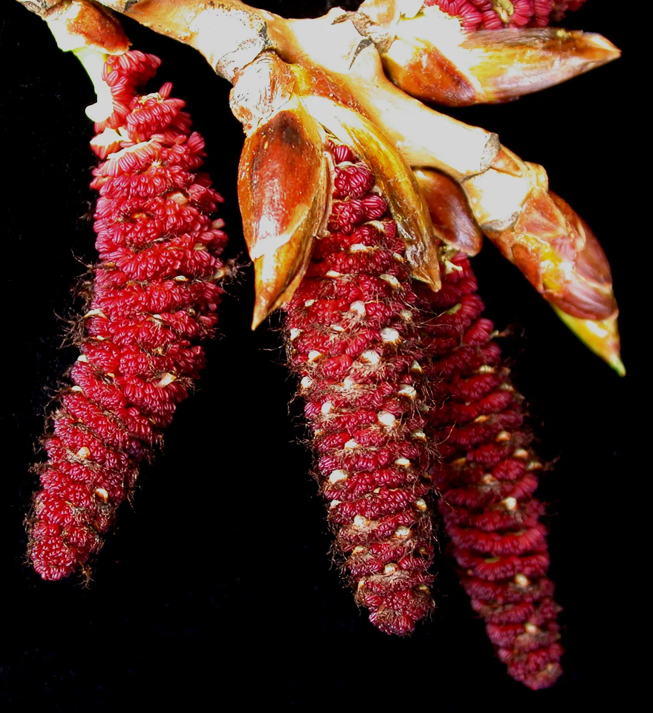 Eastern Cottonwood (Populus Deltoides) — The female tree is particularly recognized for its cottony seeds