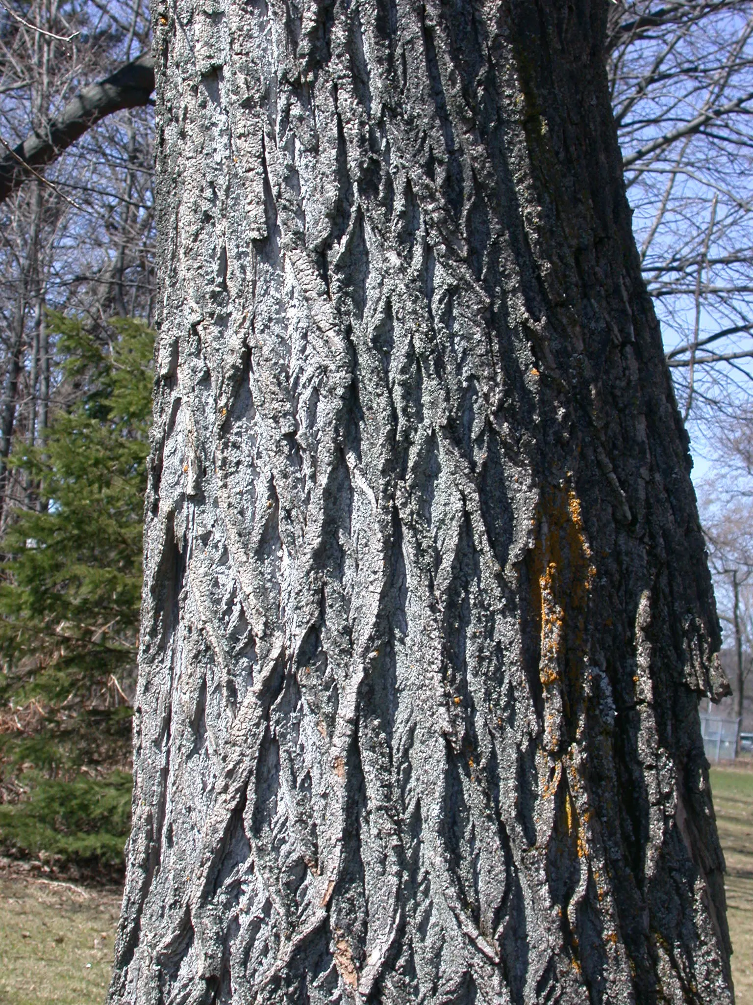 Eastern Cottonwood (Populus Deltoides) — Renowned for its broad canopy and towering height; creating a soothing rustling sound, image 64