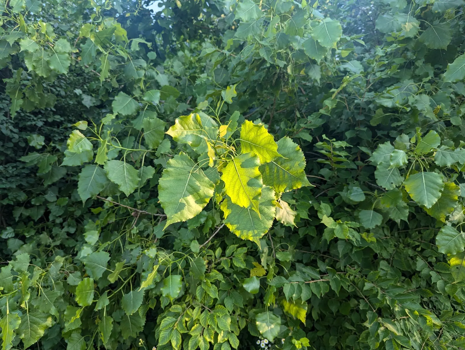Eastern Cottonwood (Populus Deltoides) — scientifically referred to as Populus deltoides