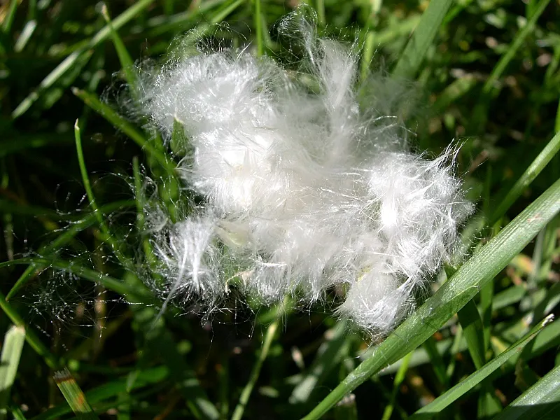 Eastern Cottonwood (Populus Deltoides) — it can reach upwards of 70 to 100 feet