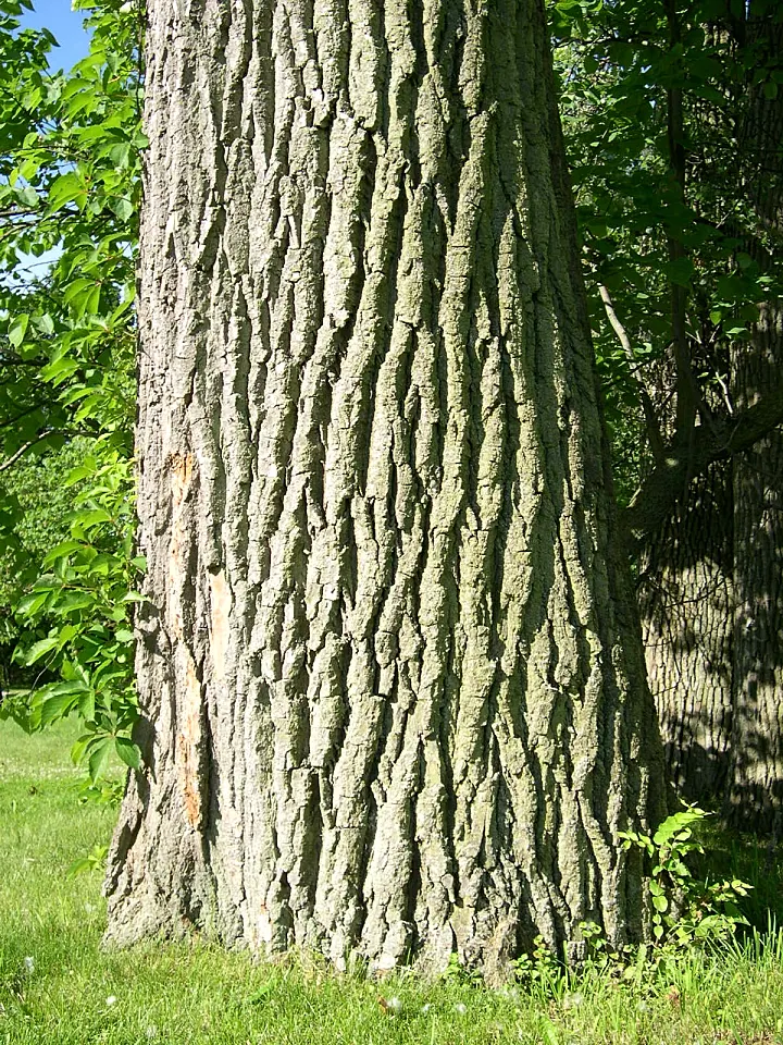 Eastern Cottonwood (Populus Deltoides) — adding vibrant greenery and notable seasonal yellow hues; meaning male and female flowers are produced on separate