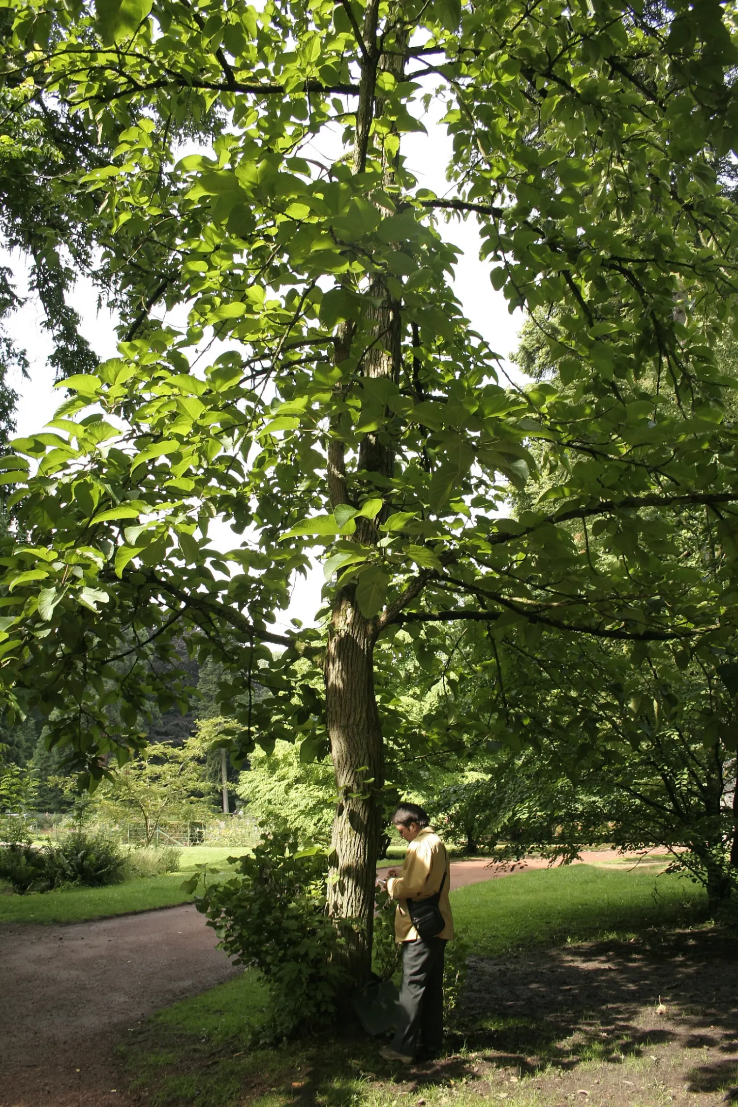 Eastern Cottonwood (Populus Deltoides) — with a spread of 50 to 70 feet at maturity; is a majestic and fast-growing deciduous tree native to North America