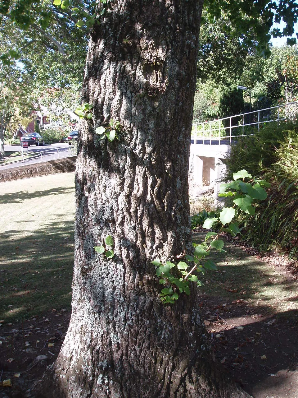 Eastern Cottonwood (Populus Deltoides) — meaning male and female flowers are produced on separate trees; adding vibrant greenery and notable seasonal yellow