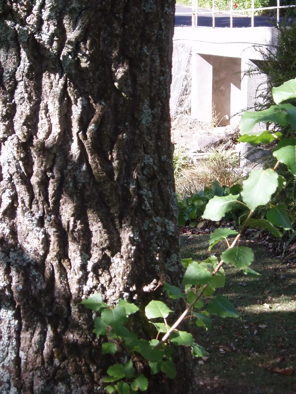 Eastern Cottonwood (Populus Deltoides) — with a spread of 50 to 70 feet at maturity; is a majestic and fast-growing deciduous tree native to North, image 48