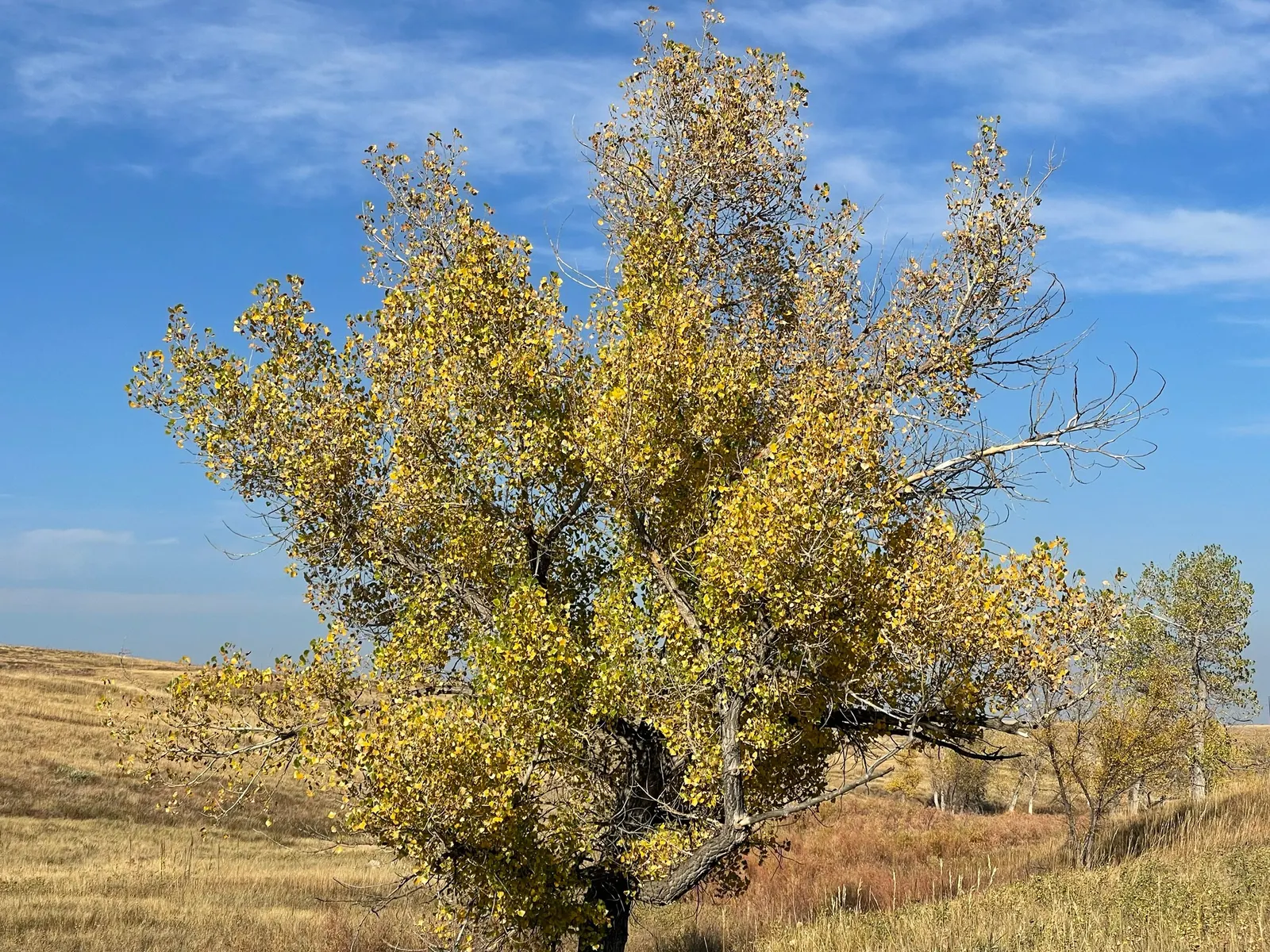 Eastern Cottonwood (Populus Deltoides) — while its extensive root system requires ample space; known for its triangular, toothed leaves and sturdy, deeply