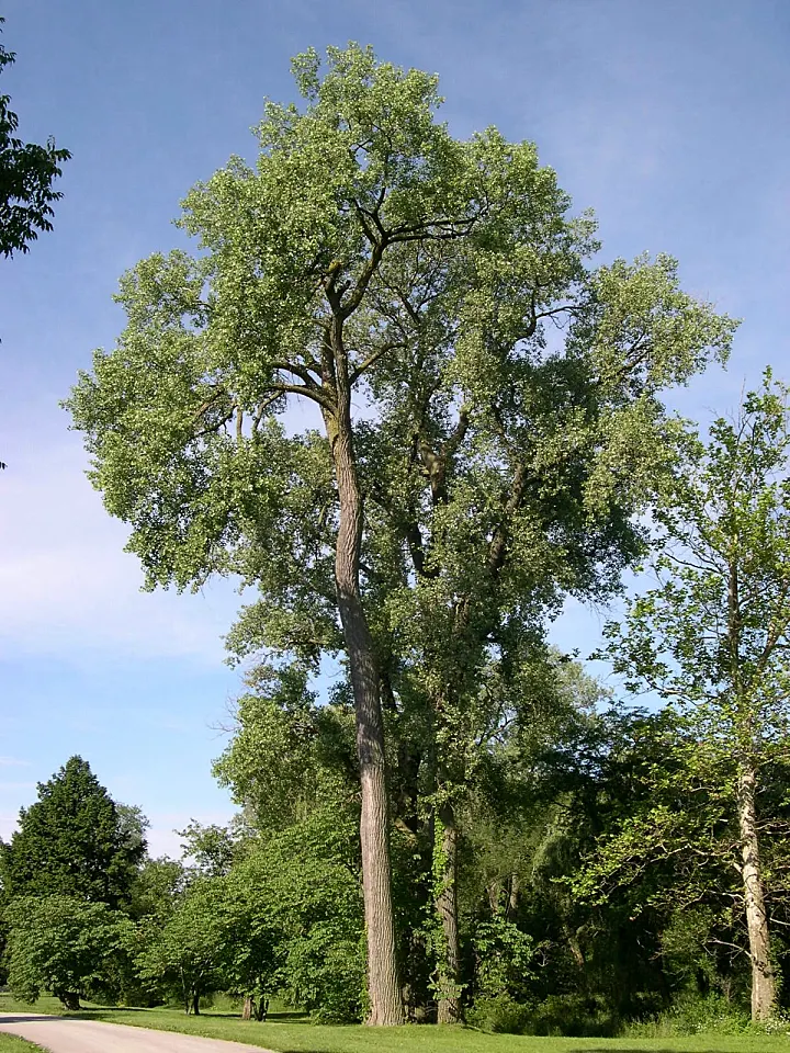 Eastern Cottonwood (Populus Deltoides) — is a majestic and fast-growing deciduous tree native to North America