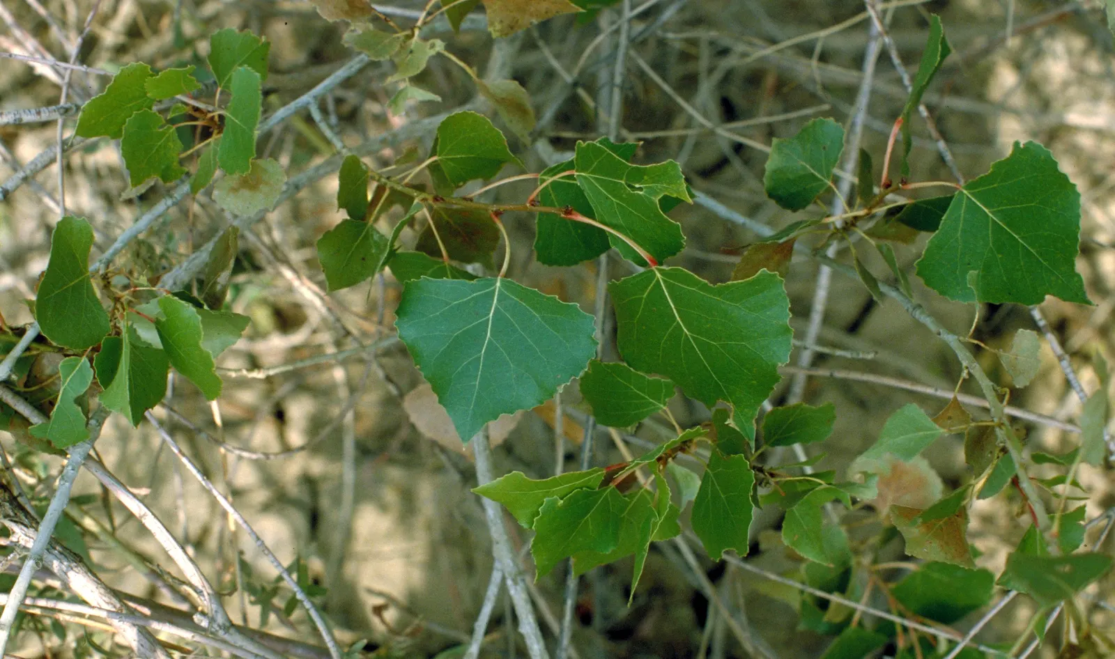Eastern Cottonwood (Populus Deltoides) — adding vibrant greenery and notable seasonal yellow hues; meaning male and female flowers are produced on, image 41