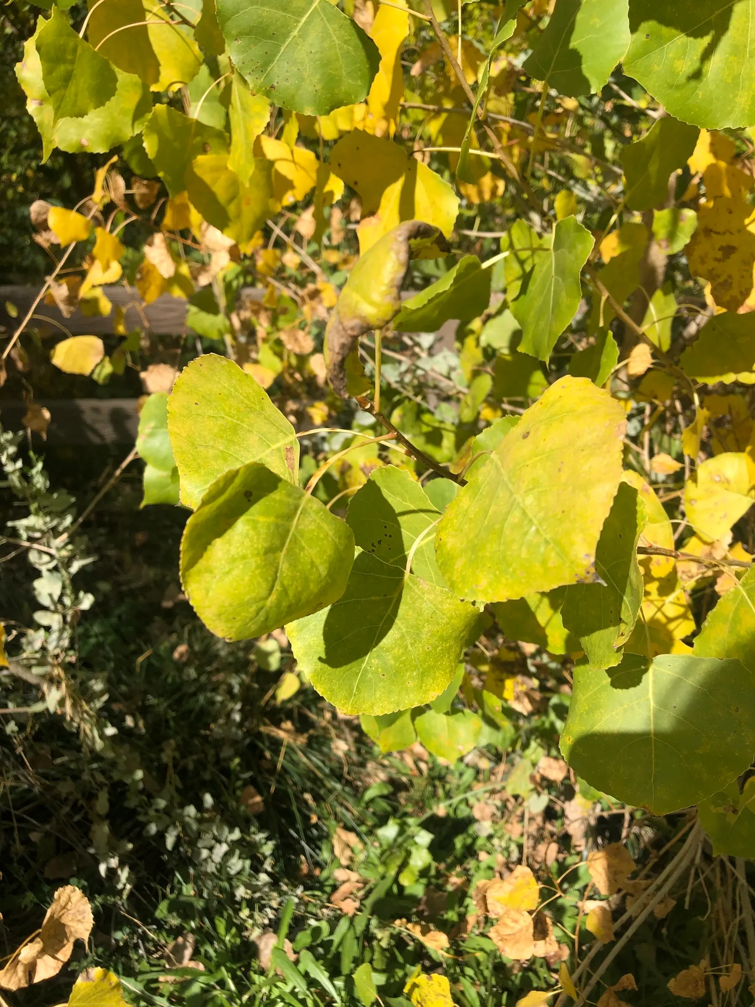 Eastern Cottonwood (Populus Deltoides) — with a spread of 50 to 70 feet at maturity