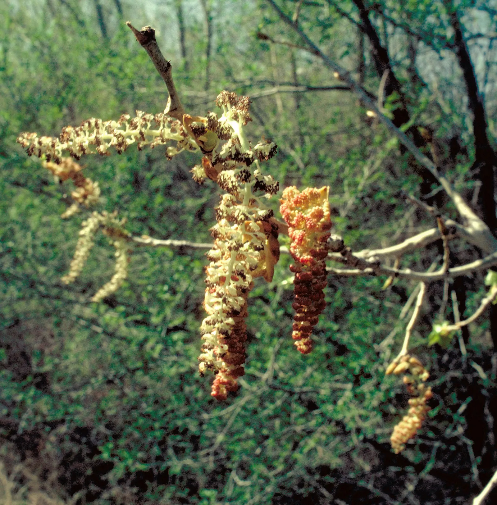 Eastern Cottonwood (Populus Deltoides) — Known for its triangular, toothed leaves and sturdy, deeply furrowed trunk, it thrives in moist, image 39