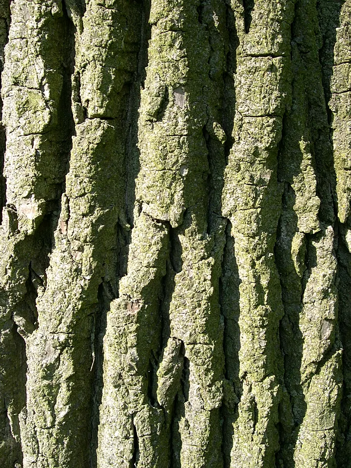 Eastern Cottonwood (Populus Deltoides) — Renowned for its broad canopy and towering height; creating a soothing rustling sound