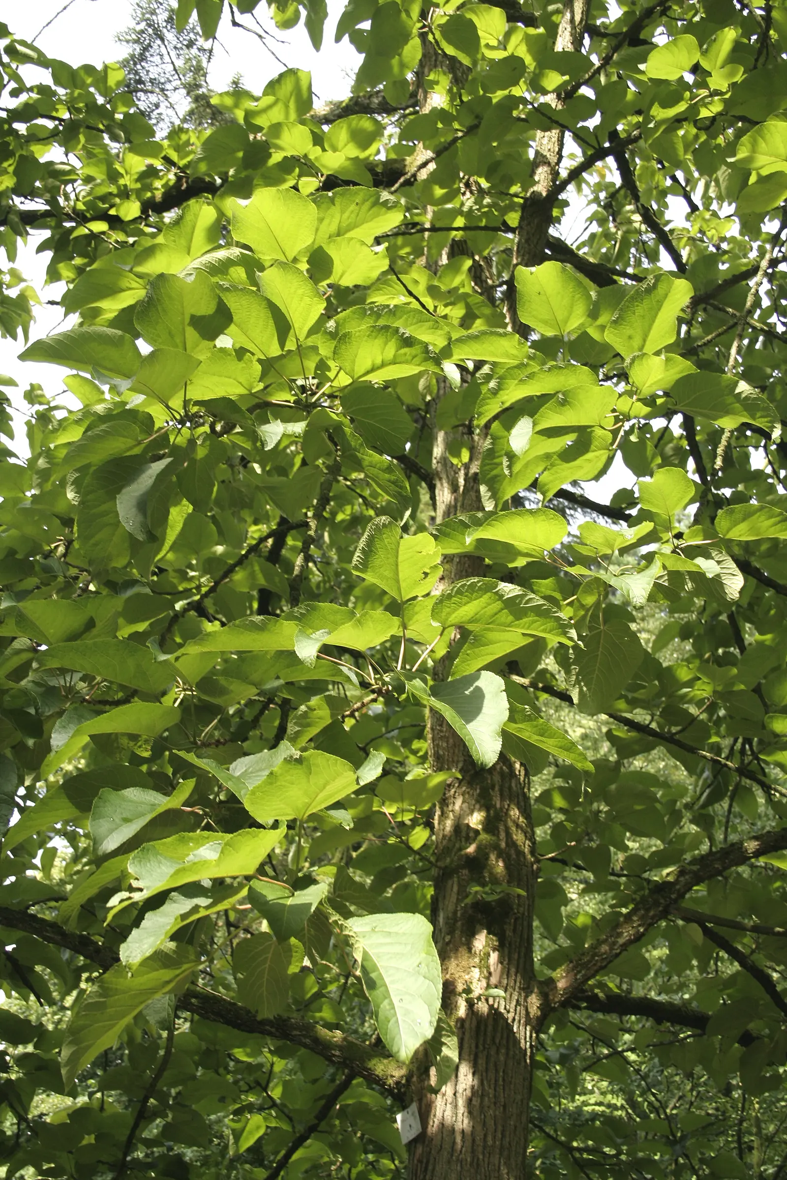 Eastern Cottonwood (Populus Deltoides) — Known for its triangular, toothed leaves and sturdy, deeply furrowed trunk, it thrives in moist conditions; tree for